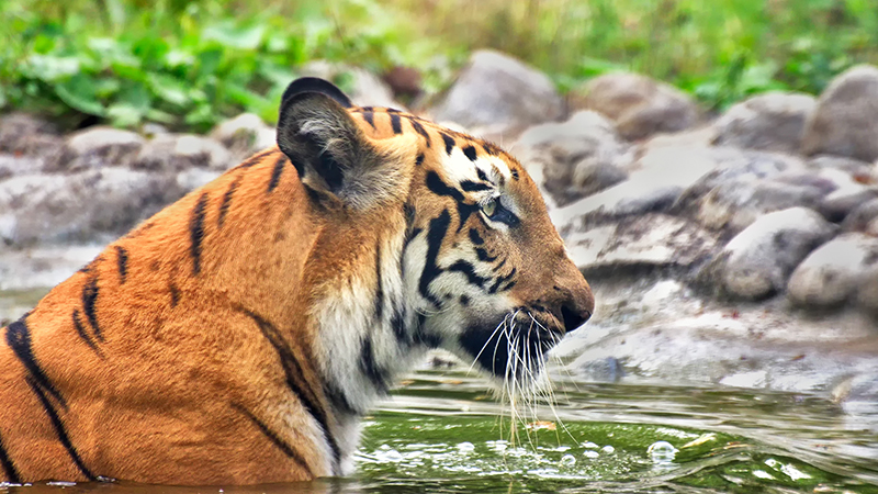  Sundarbans