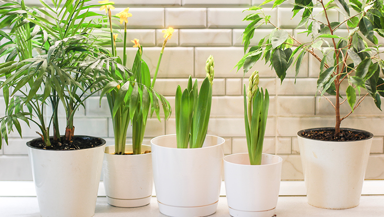 indoor plants