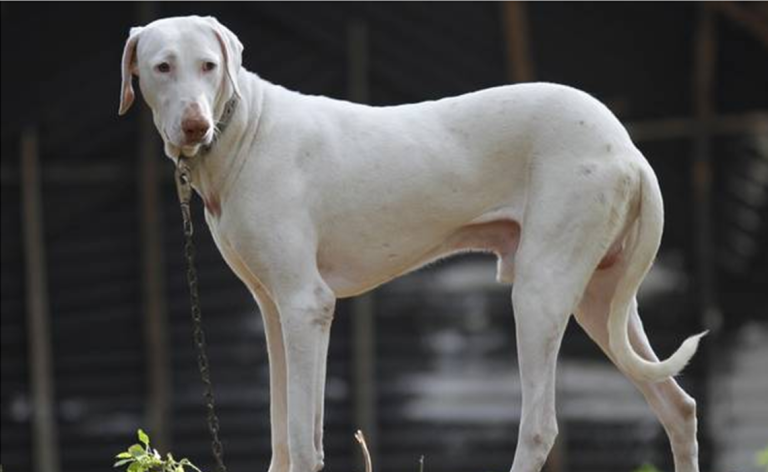 These Indian Dog Breeds Are Dying Because Of Our Obsession With Foreign Breeds