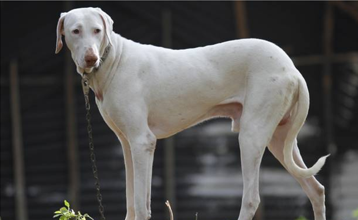 Indian Dog Breeds