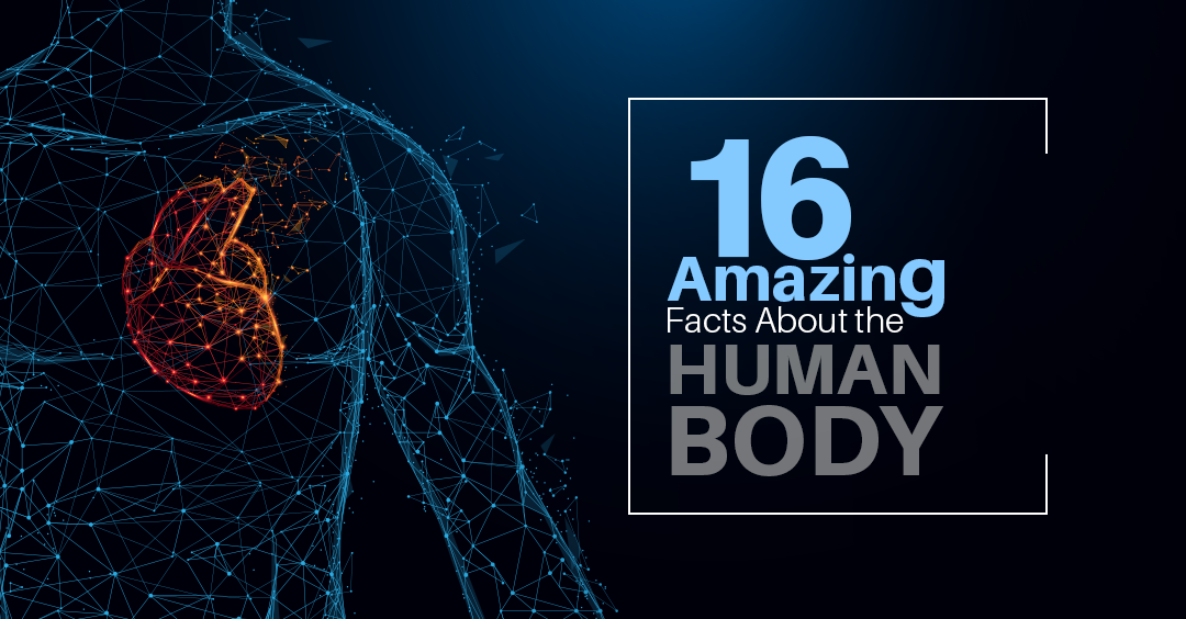 16 Amazing Facts About the Human Body