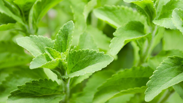 stevia