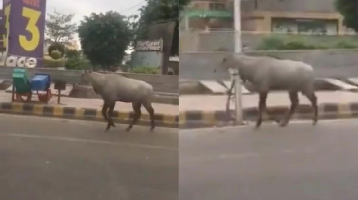 Animals on road due to lockdown