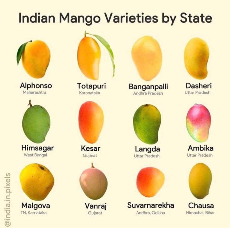 Mango varieties by State