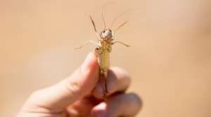 Locust are high on protein