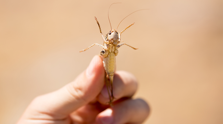 Locust are high on protein!