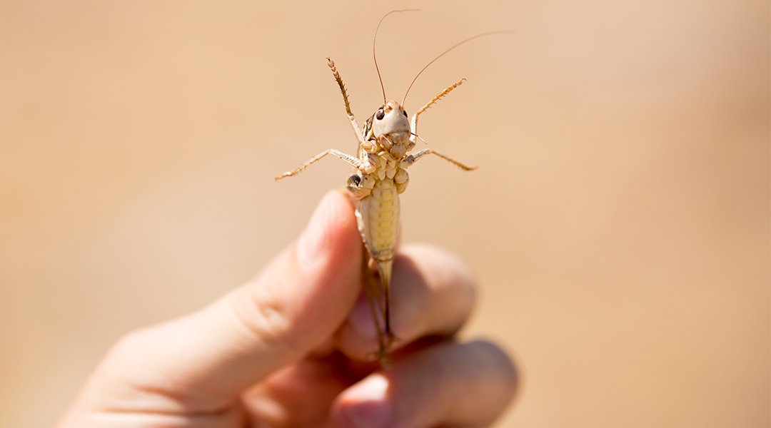 Locust are high on protein