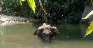 elephant-malappuram-pineapple-cracker