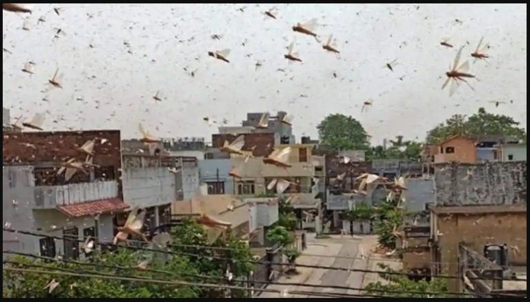 Haryana issues high alert after swarms of locusts seen in Gurugram