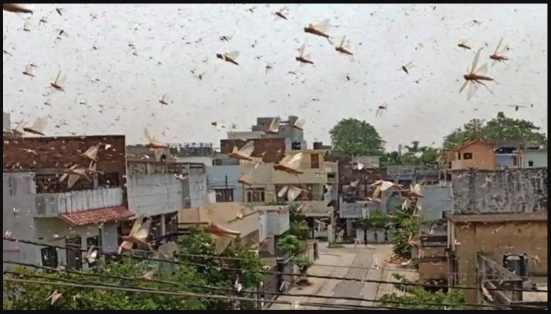 locust-attack-gurugram