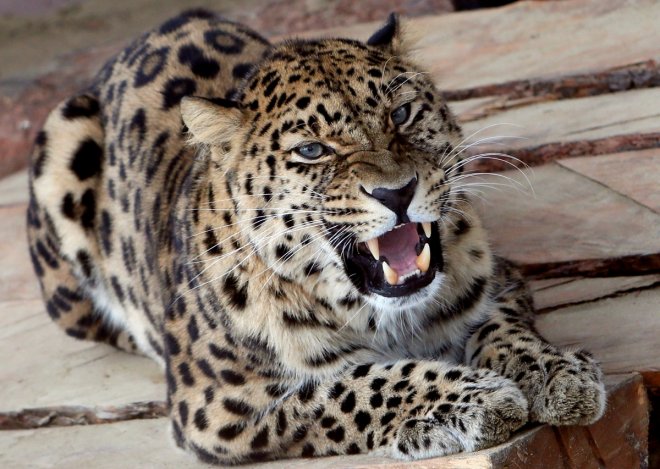 An Act Of Brutality, where People Beat Leopard To Death & Paraded It Around