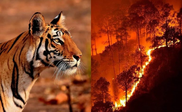 Forest fire rages since two days in Bandhavgarh Tiger Reserve in MP