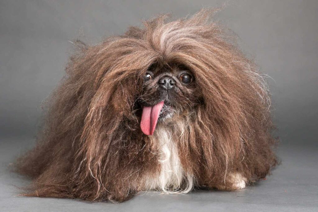 Mutt Madness! Wild Thang Wins World's Ugliest Dog Contest