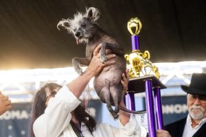 Mutt Madness! Wild Thang Wins Wacky World's Ugliest Dog Contest