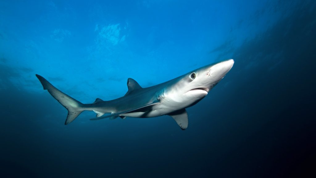 Sharks With Cocaine Found On The Brazillian Coast