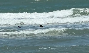 Man Suffers Severe Shark Bite on South Padre Island During July Fourth