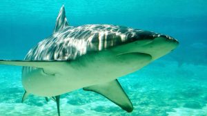 Sharks With Cocaine Found On The Brazillian Coast