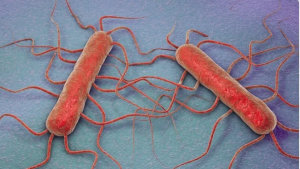 Recent Listeria Outbreak: Causes and Prevention