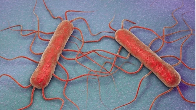 Recent Listeria Outbreak: Causes and Prevention