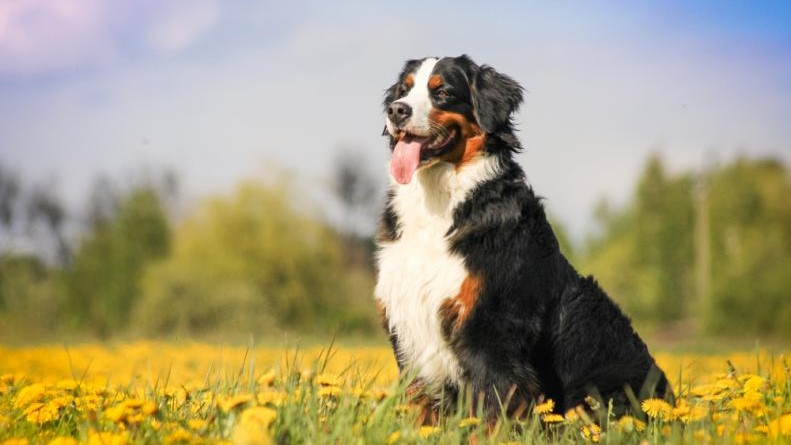 11 Bark-Tastic Facts About Dogs You Didn’t Know