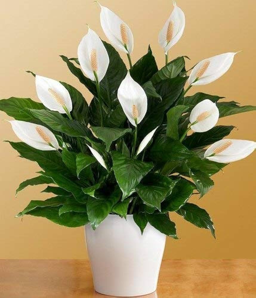 Top 5 Best Office Plants to Brighten Your Workspace