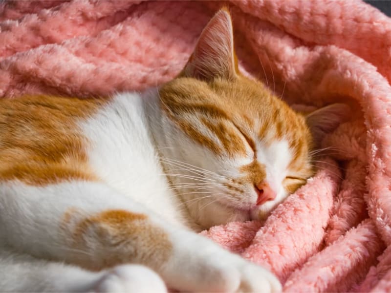 11 A-Meow-Zing Facts About Cats You Didn’t Know