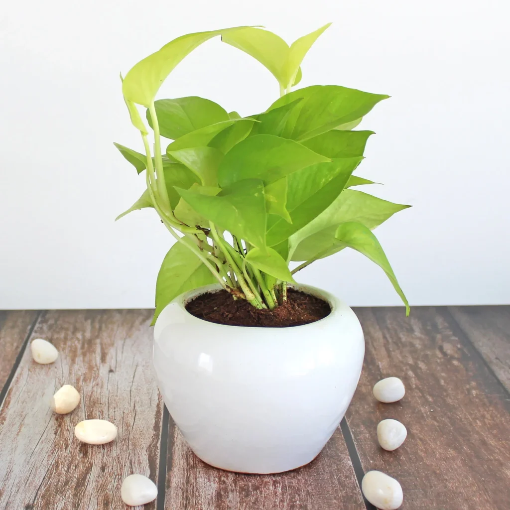 Top 5 Best Office Plants to Brighten Your Workspace