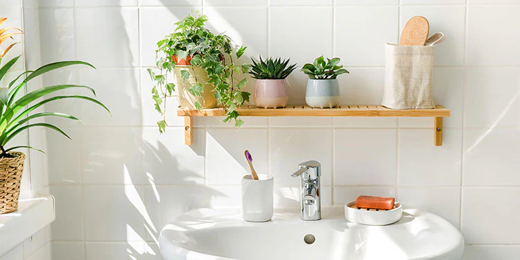 The Best House Plants for Every Room: A Green Oasis at Home