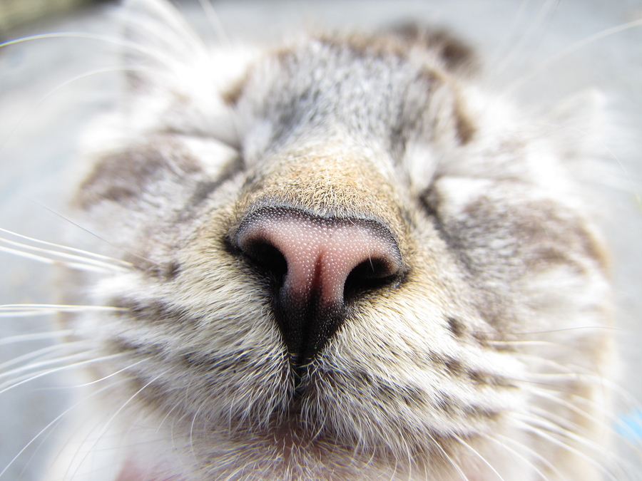 11 A-Meow-Zing Facts About Cats You Didn’t Know